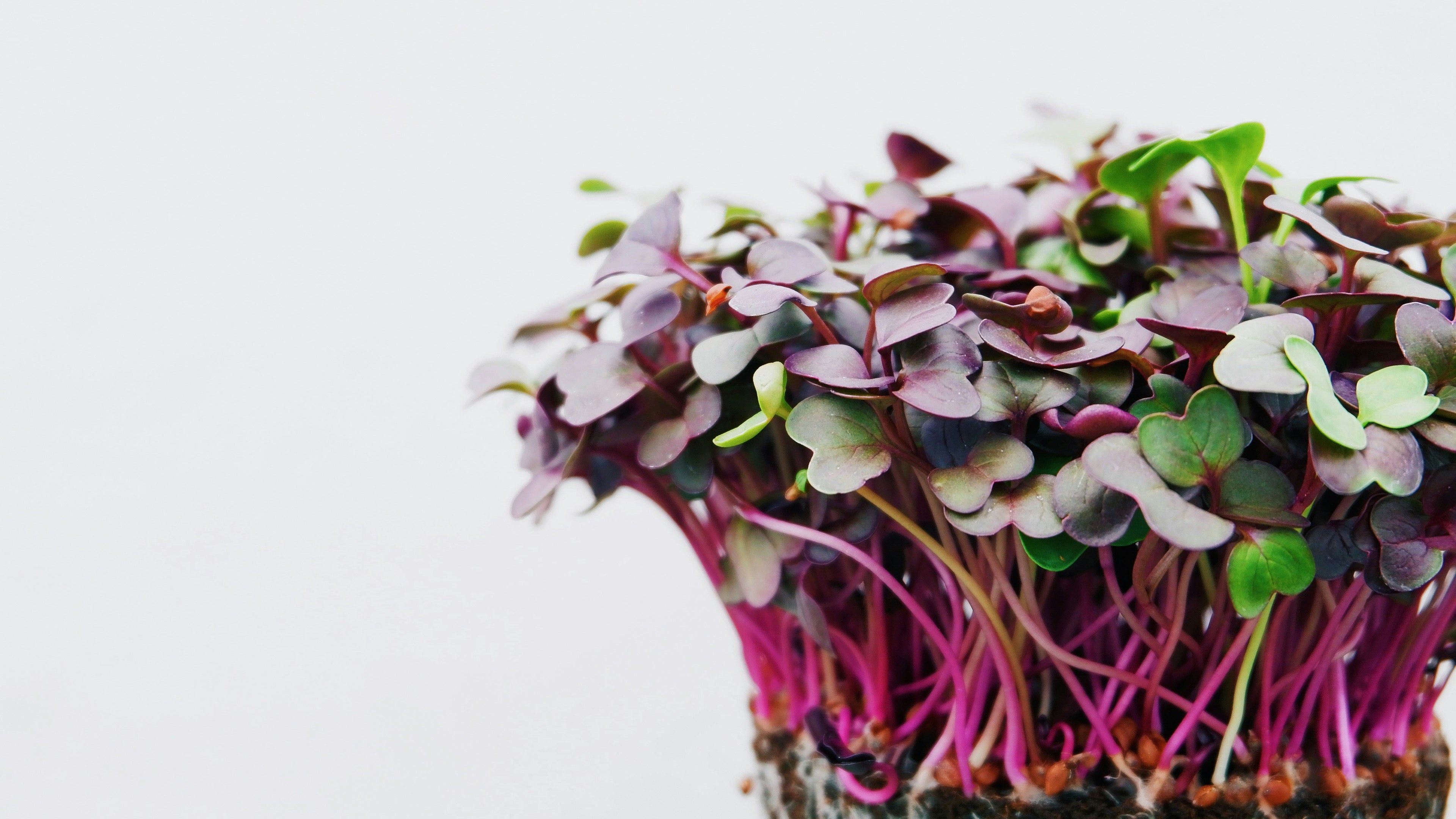 Purple Radish Microgreens